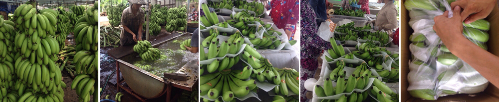 Banana ripening rooms